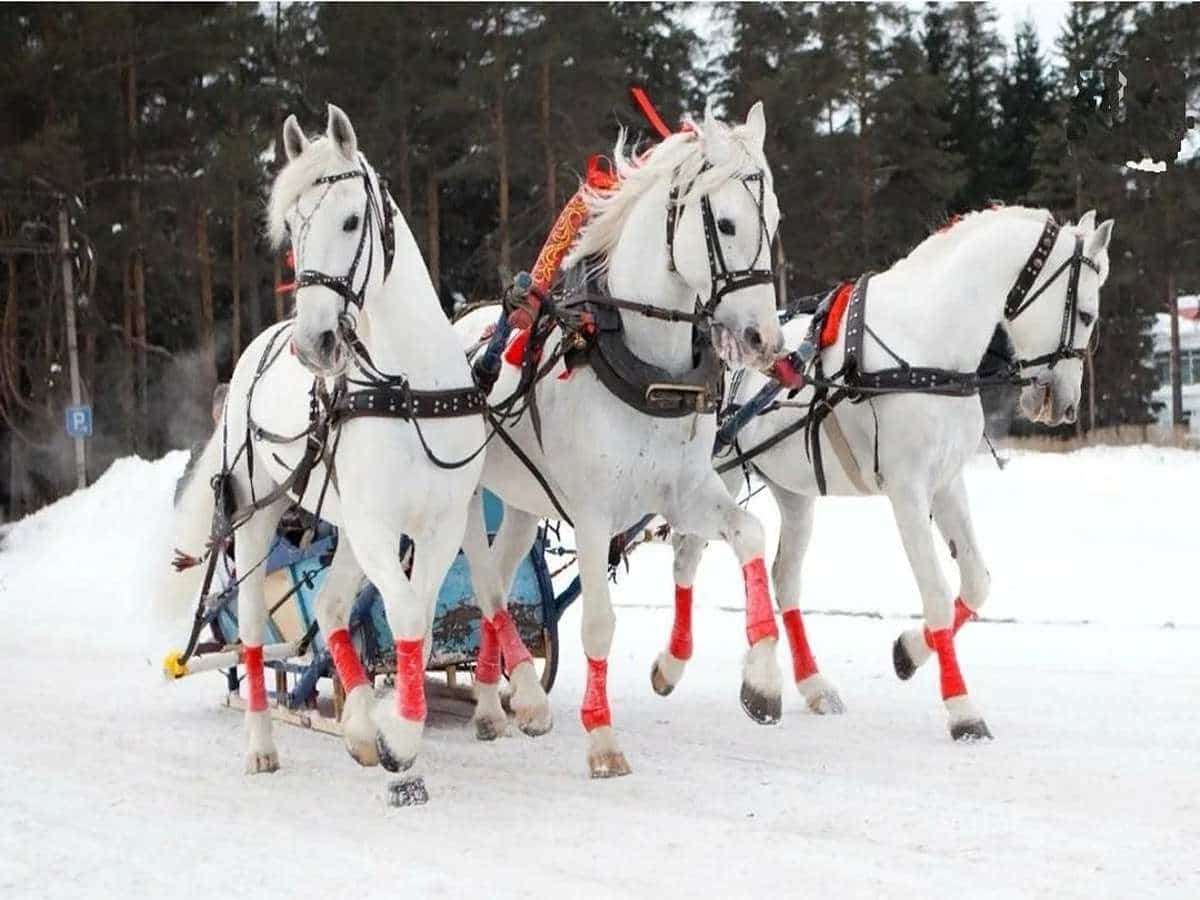 «Россия в твоем сердце» в рамках цикла бесед «Разговор о важном». Символы России. Русская тройка.